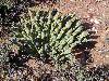 Euphorbia colliculina